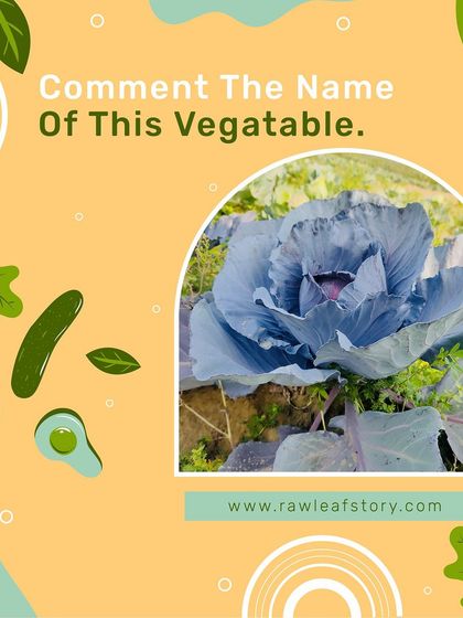 A stunning purple cabbage growing right in our field. Its deep color is an indicator of the rich antioxidants it contains. Can you guess this vegetable?