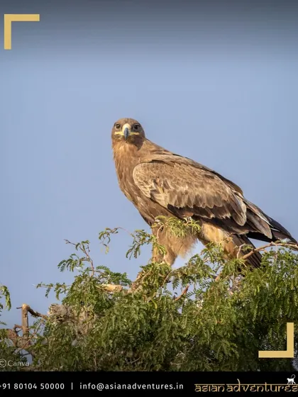A Tawny Eagle, a powerful bird of prey, perches atop a tree in Rajasthan. Our tours through this region offer excellent opportunities for raptor sightings in places like Jorbeer.