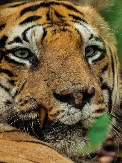A close-up of Chota Matka's face, revealing the scars of his many battles for survival. Each mark on his nose and lip is a chapter in the story of this legendary Tadoba tiger.