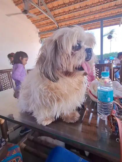A close-up of a happy Shih Tzu, tongue out, enjoying the day at the cafe.