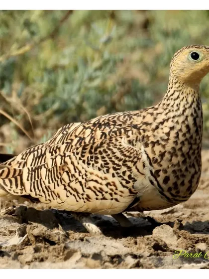 Another shot of a female Chestnut-bellied Sandgrouse, this one sitting low to the ground, almost invisible. This demonstrates the challenge and reward of finding and photographing desert species.