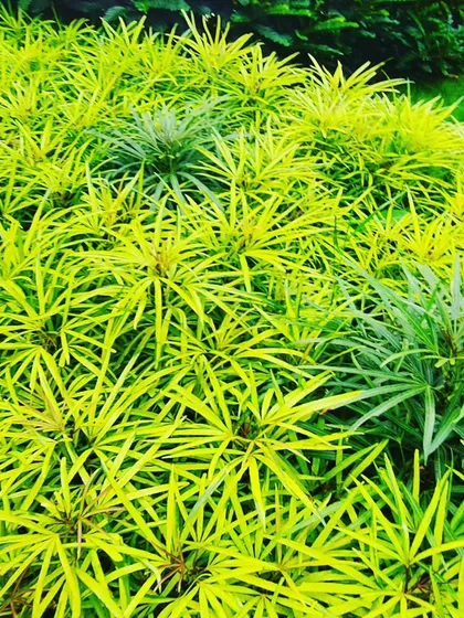 The bright, chartreuse foliage of these shrubs brings a vibrant splash of color to the garden. I provide the necessary pruning to keep them compact and dense.