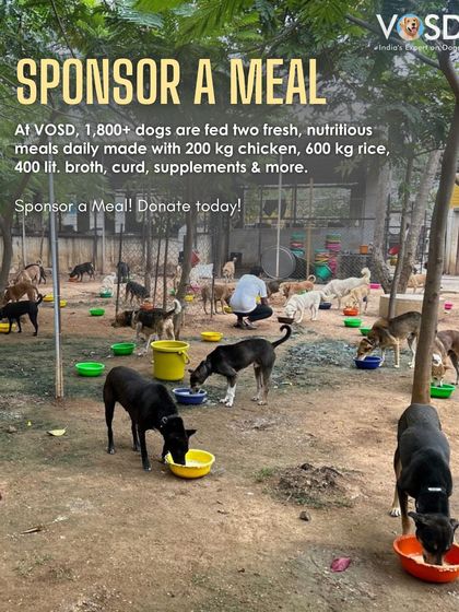 At VOSD, 1800+ dogs are fed daily with meals made from 200kg of chicken, 600kg of rice, and 400 litres of broth. Sponsoring a meal contributes directly to this massive effort.