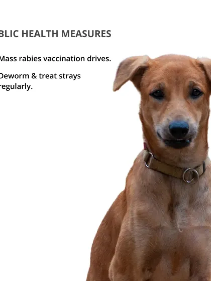 CarryMyPet - Pet Travel & Parenting Consultation Animal Welfare & Advocacy photo 16