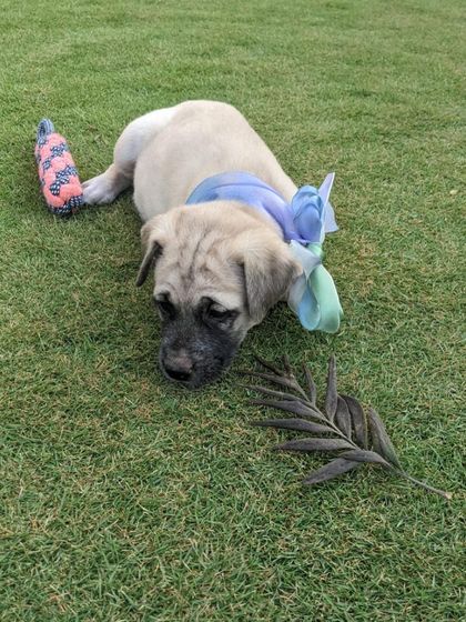 PL Paws - Dog Adoption Services Happy Tails: Our Adoptees in Their Forever Homes photo 65