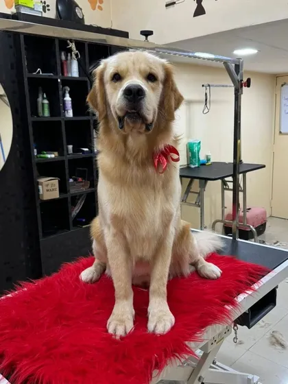 This Golden Retriever is sitting patiently on the grooming table, looking regal after his de-shedding and styling.