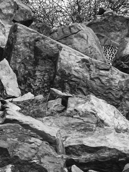 Can you spot the leopard? This image is a perfect example of their incredible natural camouflage, blending seamlessly into the rocky Aravalli hills.