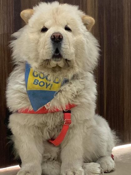 Meet Nonu, our fluffy Chow Chow guest. He's a real-life teddy bear and a very good boy.