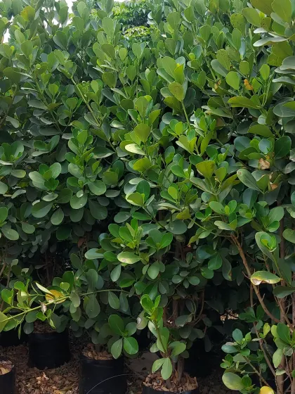 A dense hedge of Clusia, or Autograph Tree, known for its thick, leathery leaves. It's a very hardy and low-maintenance choice for screening.