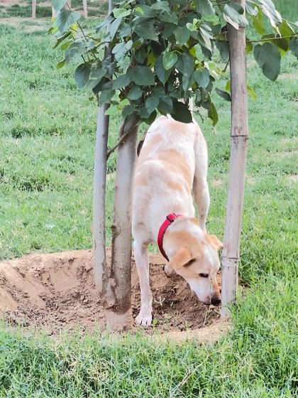 A dog exploring near a young tree, engaging its natural curiosity. We provide an environment rich with sights, sounds, and smells to keep dogs mentally engaged.