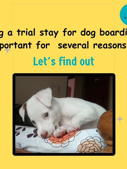 A trial stay is crucial for many reasons. It's the first step to ensuring your dog's boarding experience is a positive one.