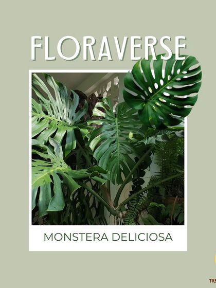 Treemendous - Interior & Exterior Plantscaping Meet Our Favorite Plants photo 4