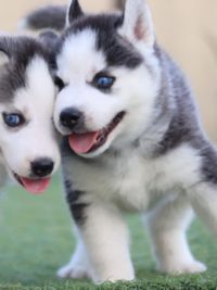 Dog Breeder & Puppy Sales