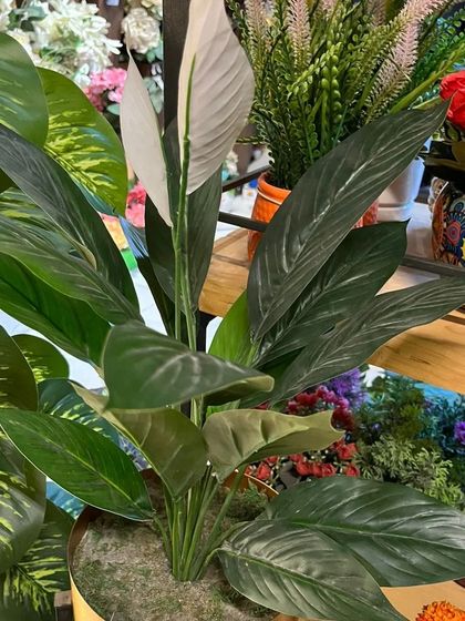 This artificial peace lily plant has large, deep green leaves and elegant white flowers. It's a timeless choice that brings a sense of calm and sophistication to any interior space.