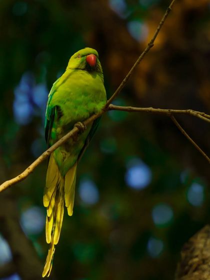 A Rose-ringed Parakeet is beautifully lit, its green feathers glowing against a dark background.