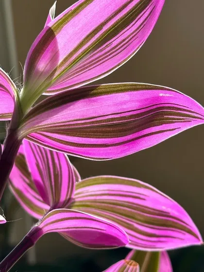 The stunning pink and green stripes of the Tradescantia Albiflora plant, seen here glowing in the sunlight. I love sourcing unique and colorful plants that become a talking point in your home.