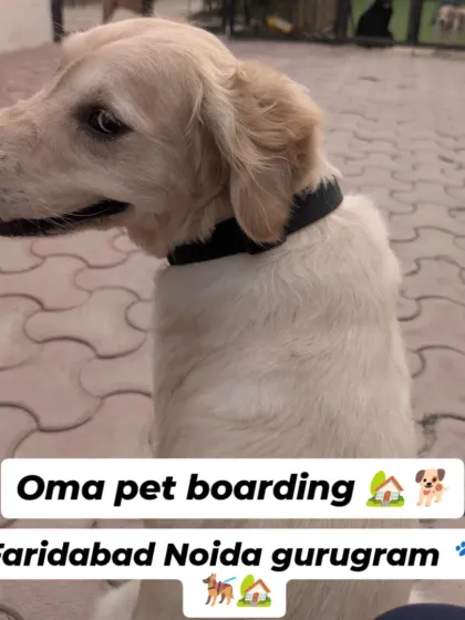 A beautiful Golden Retriever posing for the camera. We have facilities in Faridabad, Noida, and Gurugram to serve you.