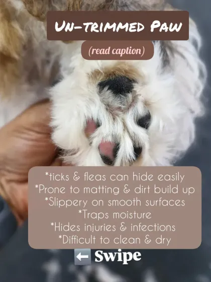 Mamppi Deb - Therapeutic Skin & Coat Treatments Essential Care: Beyond the Haircut photo 3