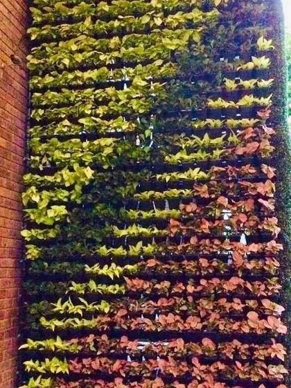 This outdoor living wall combines different plant species to create a natural, blended pattern against a brick building. The mix of green and reddish-leafed plants adds depth and visual interest to the large installation.