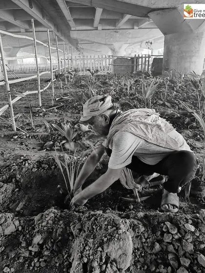 Planting in challenging urban spaces, like under this flyover, requires expertise and hard work. Our local teams are skilled at transforming these forgotten patches of land.