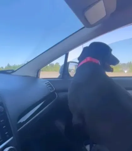 Xena enjoying the view from the car in America. Her journey was complex due to last-minute regulation changes, but I worked tirelessly to find a solution and get her home.