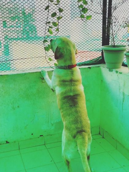 A curious Labrador looking out over the balcony. There's always something interesting to see.