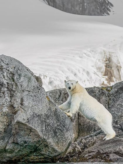 The power and agility of a polar bear are on full display here. This image captures the reality of their life in a rugged, challenging environment.