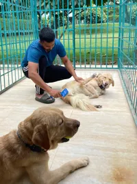 Pet Grooming