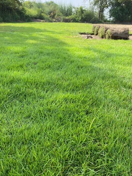A roll of freshly harvested turf in the background, with a close-up of the living grass carpet in the front. This shows the product you receive.