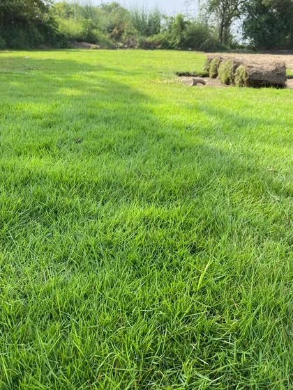 A close-up of the grass, showing its health and density. This is the result of years of experience in cultivation.