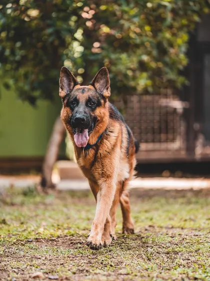 What a handsome German Shepherd. I ensure that large breeds get the space and exercise they need to thrive during their boarding.