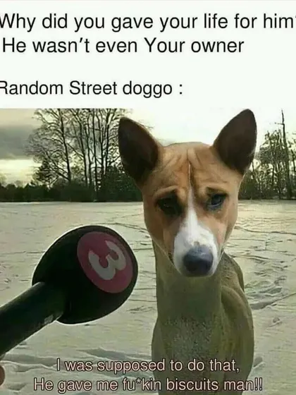 "Why did you give your life for him? He wasn't even your owner." "He gave me biscuits, man." This meme captures the pure, unwavering loyalty of a street dog.
