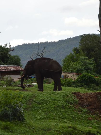 An incredible moment spotting a wild elephant near the forest. It's a reminder of the amazing nature we get to experience.