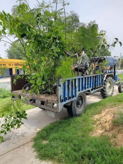 Our team transporting young trees for a charitable plantation drive. We are committed to community greening initiatives and can handle logistics for large-scale planting projects.