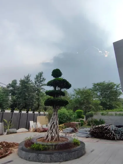 This sculpted feature tree, placed in a custom circular planter, acts as a living sculpture in the courtyard. It creates a natural focal point against the modern architecture of the home.