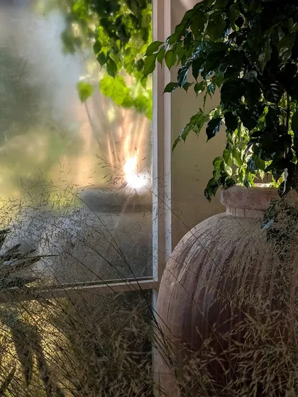 A beautifully captured moment from the Anita Dongre event, where the soft light filters through a frosted window and illuminates the delicate grasses and a large, leafy plant in a rustic urn. This shows how we use plants to create soft, painterly scenes.