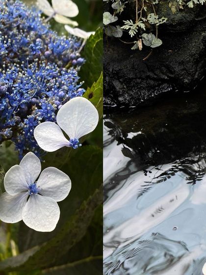 A split image of blue hydrangeas and the reflection of the sky in dark water.