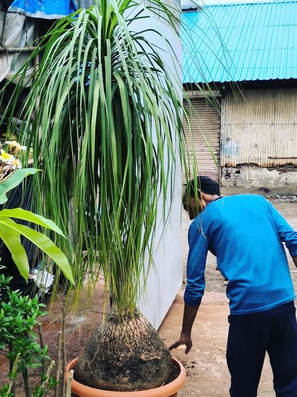 Large Statement Plants for Outdoors & Indoors photo 10