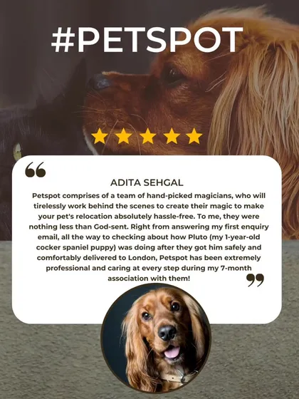 Adita Sehgal calls my team "hand-picked magicians," and I couldn't be prouder. We work tirelessly behind the scenes to create a hassle-free relocation for every pet.