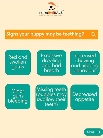 Is your puppy chewing everything? This is a complete guide to puppy teething. Learn the timeline, the signs of discomfort, and how you can help soothe their gums and save your furniture.