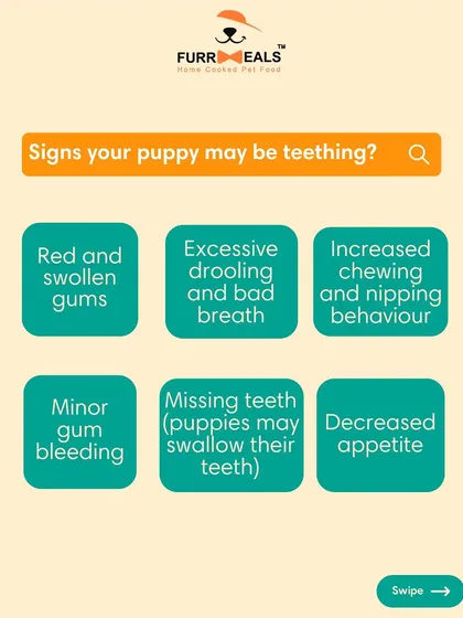 Teething can be a tough time for puppies and their parents. This guide shows you the signs to look for, like red gums and excessive chewing, and offers tips on how to help soothe their discomfort safely.