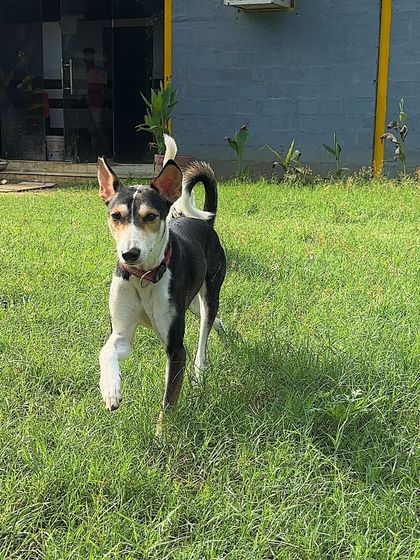 A focused shot of Cherry, an indie mix, running with purpose and joy across the lawn.