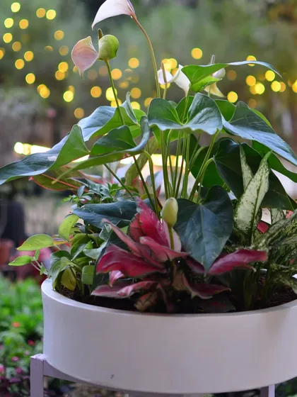 This is a custom mixed arrangement I created, featuring Anthuriums, Aglaonemas, and other foliage plants in a modern white planter. The combination of different colors, textures, and shapes makes for a lush and eye-catching display.