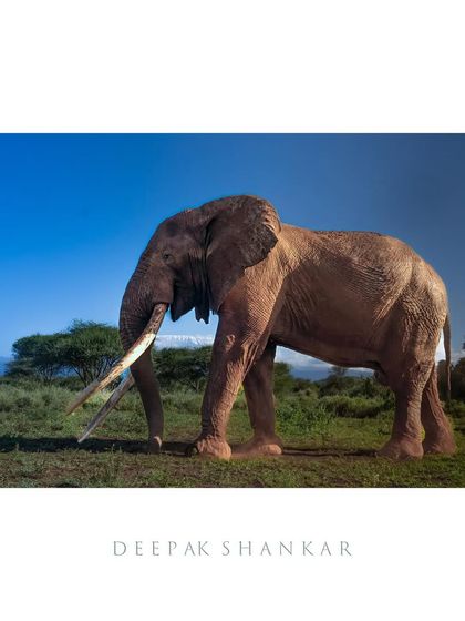 This fine art print of Craig is a tribute to one of the last great tuskers. His presence is a powerful reminder of the beauty and fragility of the wild.