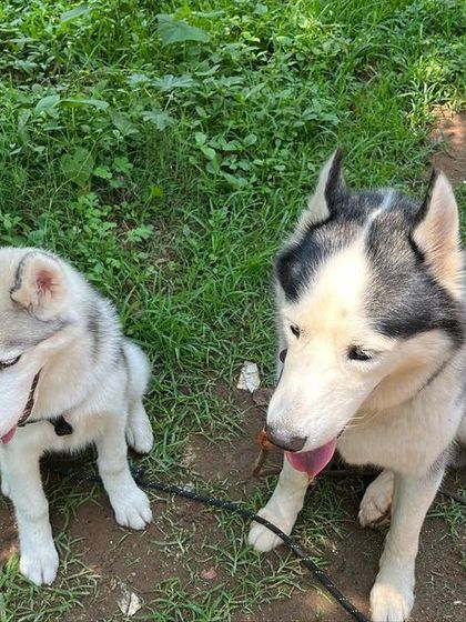 Brooke's Home - Dog Boarding (Homestay) Outdoor Adventures & Playtime photo 14