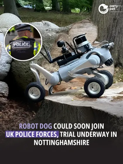 CarryMyPet - Pet Travel & Parenting Consultation Animal Welfare & Advocacy photo 11