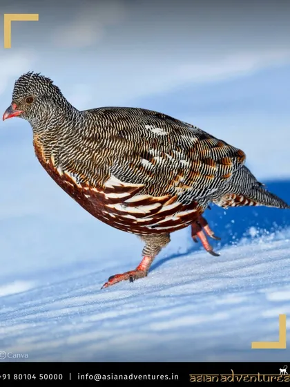 A Tibetan Partridge, perfectly adapted to its environment, scurries across a snow-covered slope in Chopta. Spotting these hardy birds is a highlight of our winter birding tours in the Himalayas.
