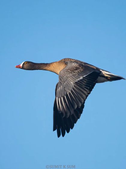 A classic profile shot of the Lesser White-fronted Goose in flight.