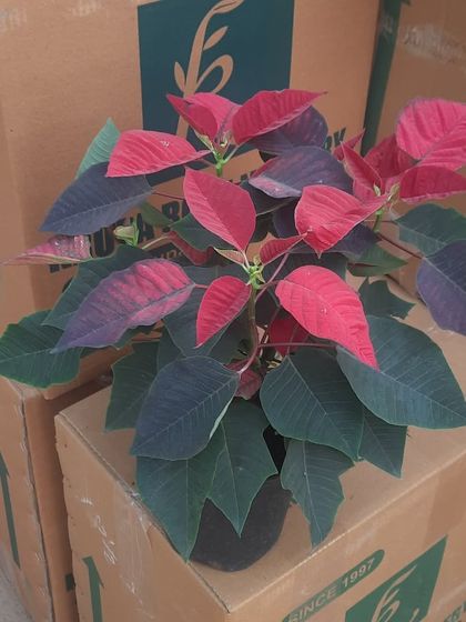 The Poinsettia plant, with its vibrant red and green leaves, is a festive favorite. It's a great seasonal indoor plant to brighten up your home during the winter months.