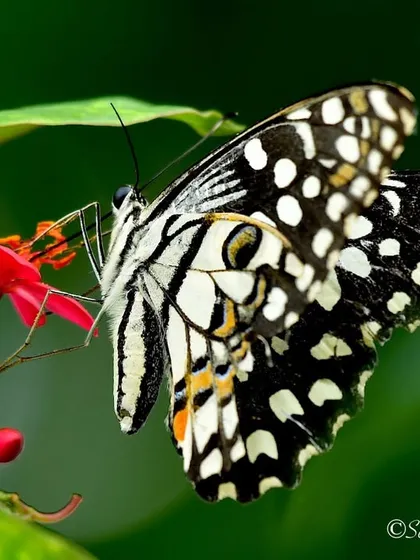 A beautiful Lime Butterfly feeding on a flower. The intricate patterns on its wings are a work of art. Macro photography reveals a hidden world of detail.